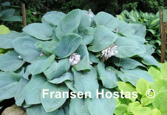 Hosta Blue Mammoth